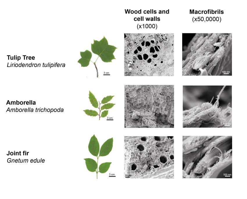 Lale Ağacı (Liriodendron tulipifera), Amborella (Amborella trichopoda) ve Eklem göknarının (Gnetum edule)