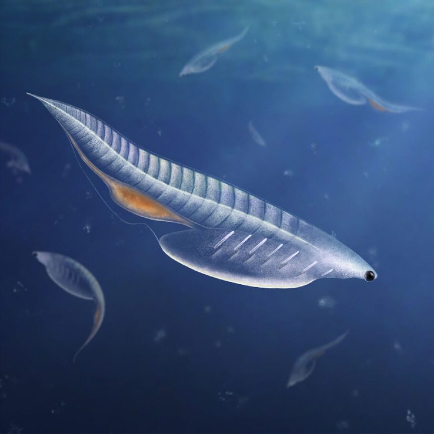 Nuucichthys rhynchocephalus