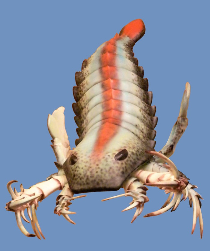 deniz akrebi (eurypterid) Pentecopterus