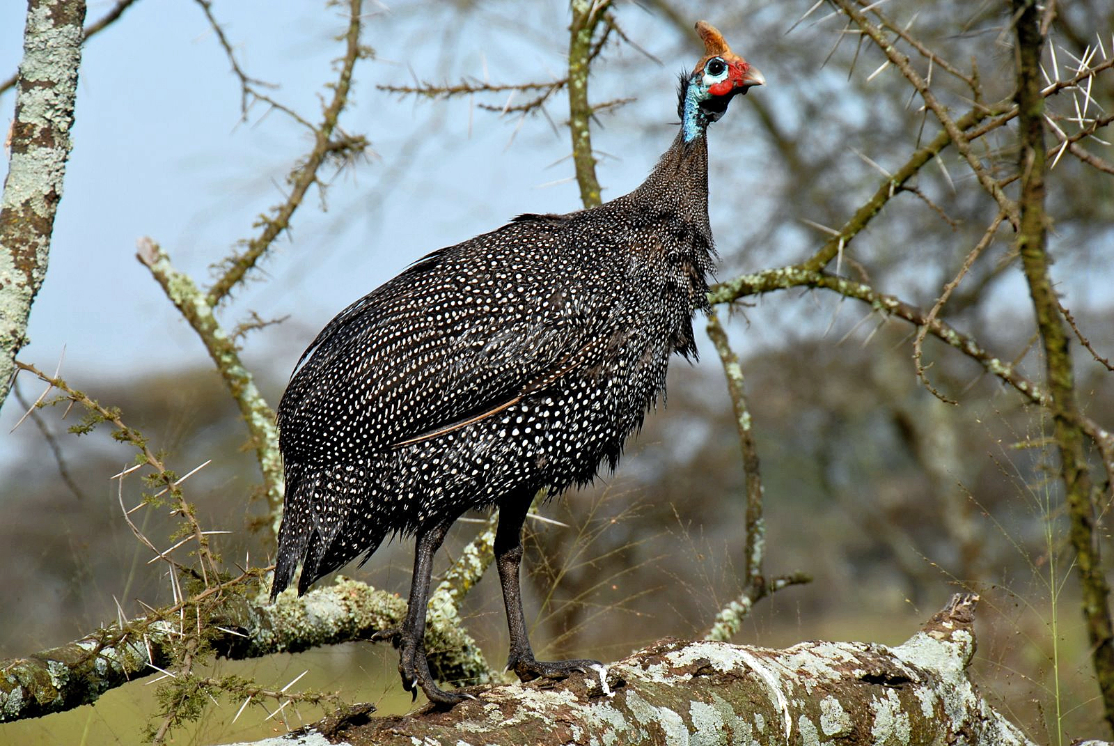 Serengeti Ulusal Parkı, Tanzanya'da bir tepeli beç tavuğu