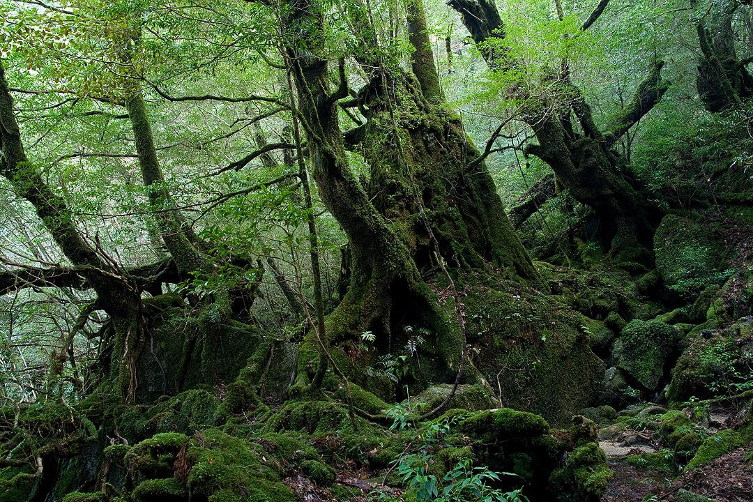 Shiratani Unsui Gorge Ormanı, Yakushima, Kagoshima Pref., Japonya.