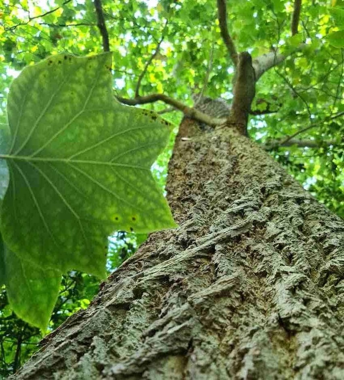  lale ağacı (Liriodendron tulipifera)