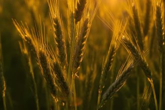 Aegilops tauschii ekmek buğday