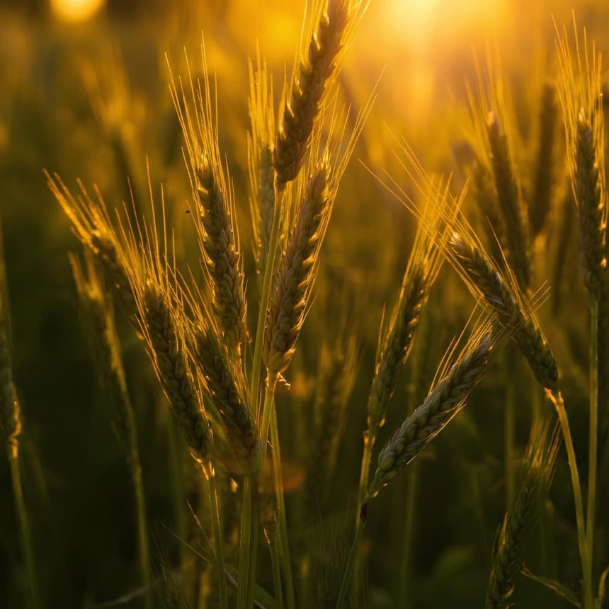 Aegilops tauschii ekmek buğday