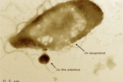 Candidatus Nanohaloarchaeum antarcticus'un konakçısı Halorubrum lacusprofundi