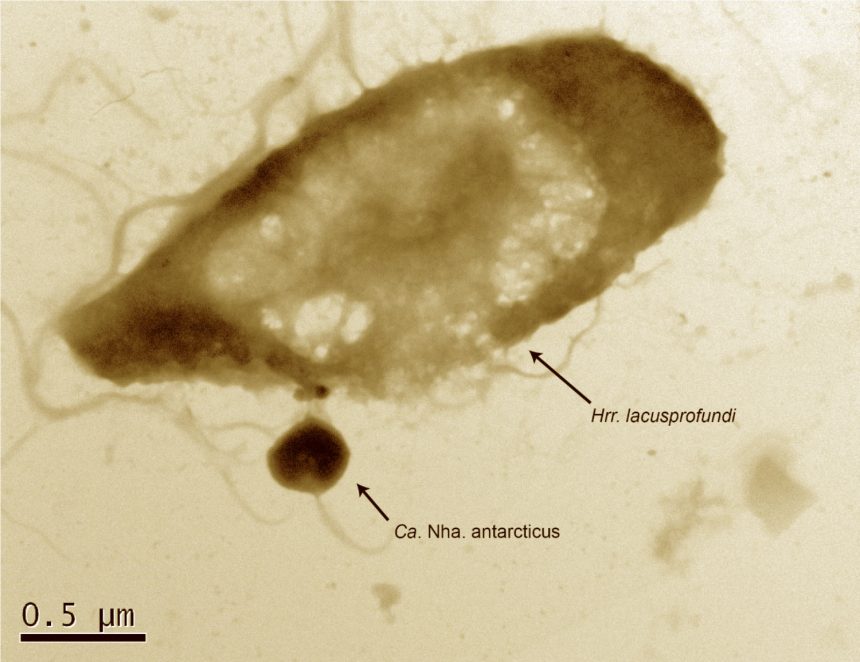 Candidatus Nanohaloarchaeum antarcticus'un konakçısı Halorubrum lacusprofundi