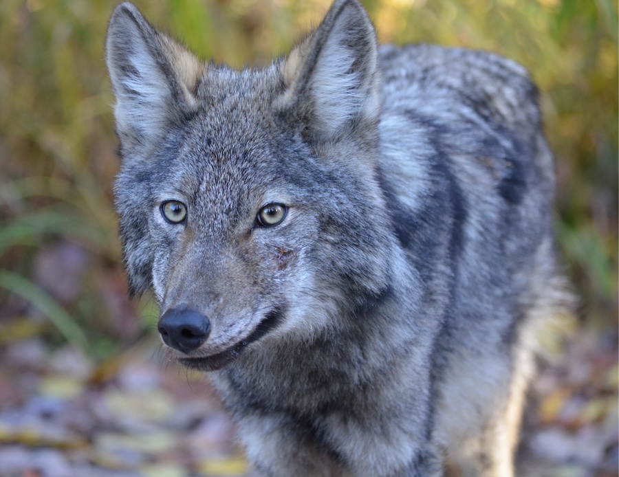 Eastern Wolf Comparison