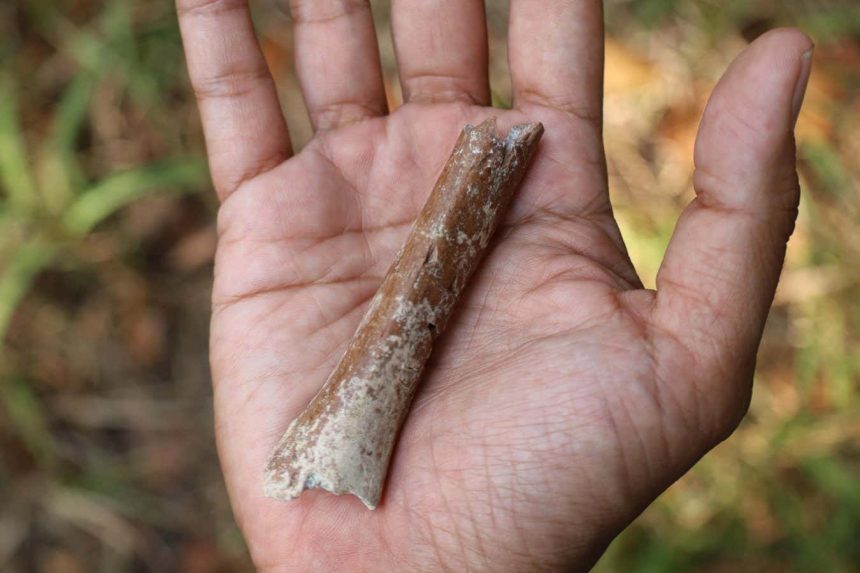 Flores, Endonezya'daki Mata Menge'de bulunan bir humerus parçası