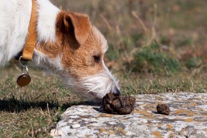 kaka dışkı yiyen köpek