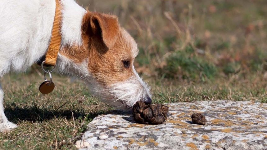 kaka dışkı yiyen köpek