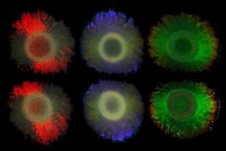 Marinobacter alginolytica deniz bakterileri