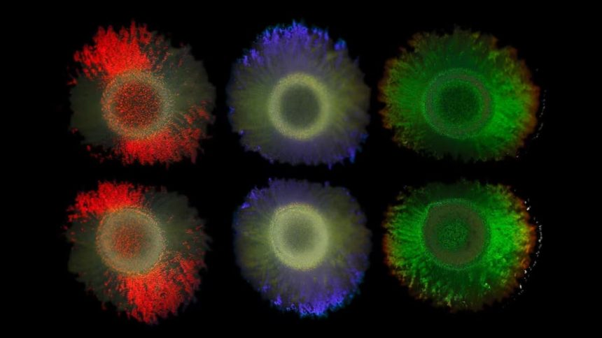 Marinobacter alginolytica deniz bakterileri