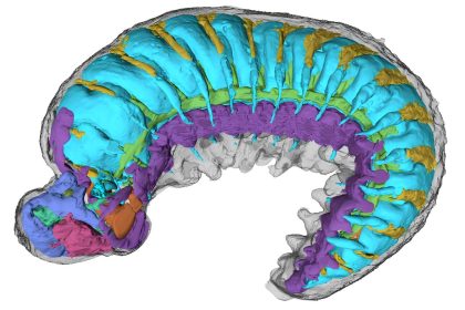 Y. yuanshi'nin iç anatomisinin yeniden canlandırılması