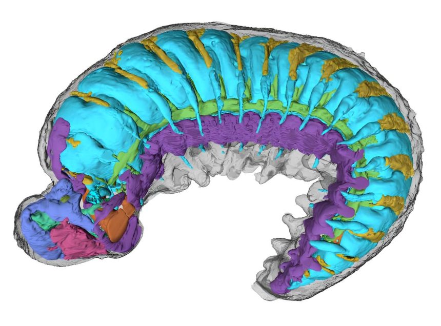 Y. yuanshi'nin iç anatomisinin yeniden canlandırılması