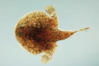 Yassi yarasa baligi Halieutichthys aculeatus