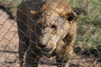 Güney Afrika'da ticari bir yetiştirme tesisinde aslan