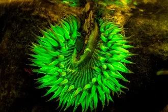 güneş patlaması anemonu (Anthopleura sola)