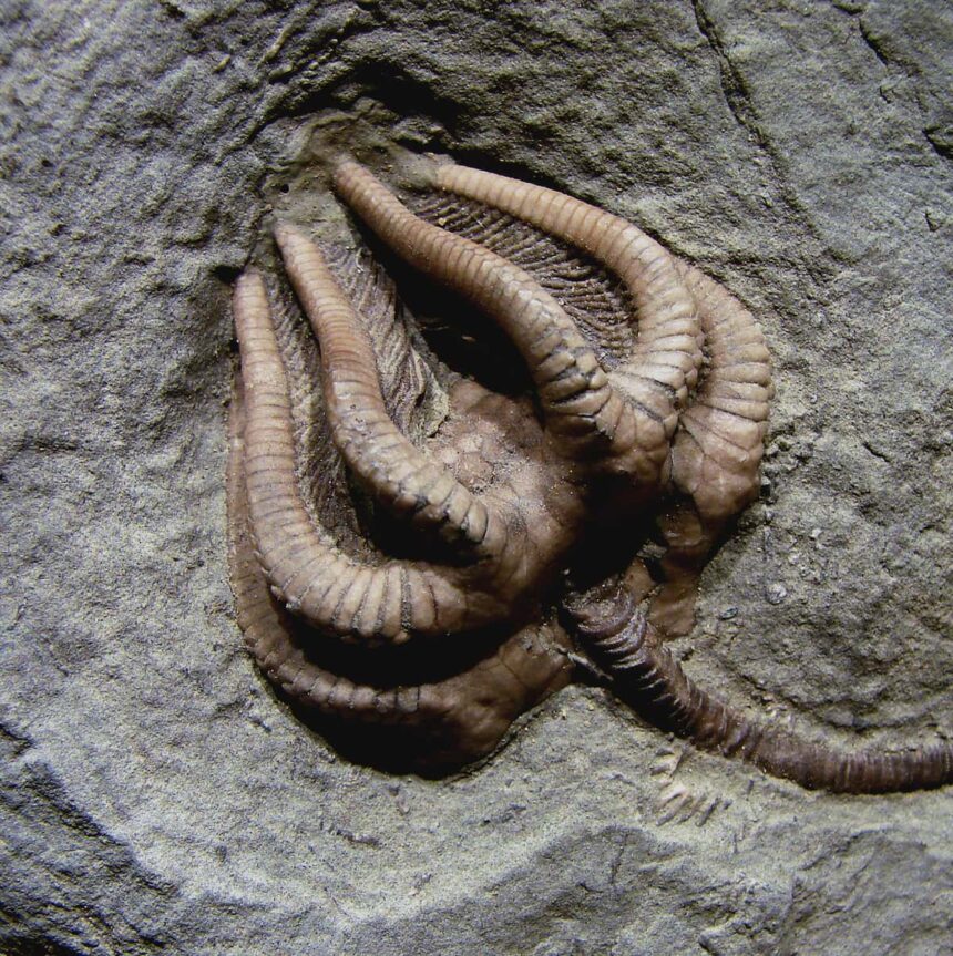 “Agaricocrinus americanus” fosili.