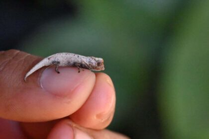 Brookesia nofy türünden bir yaprak bukalemunu