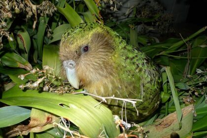 Kakapo Papağanı