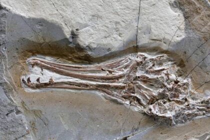 Longipteryx chaoyangensis'in kafatası