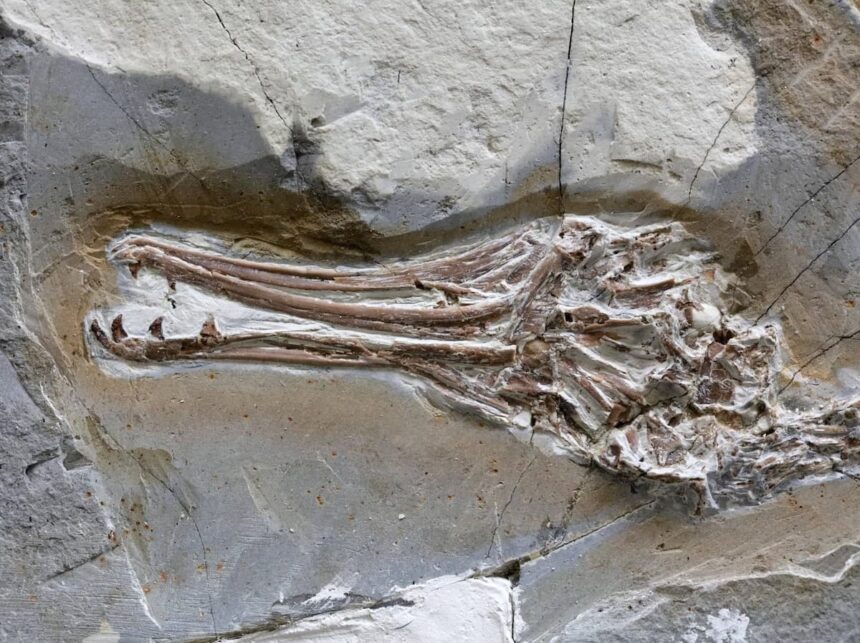 Longipteryx chaoyangensis'in kafatası