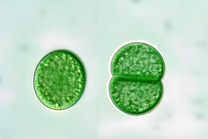 Synechococcus cyanobacteria