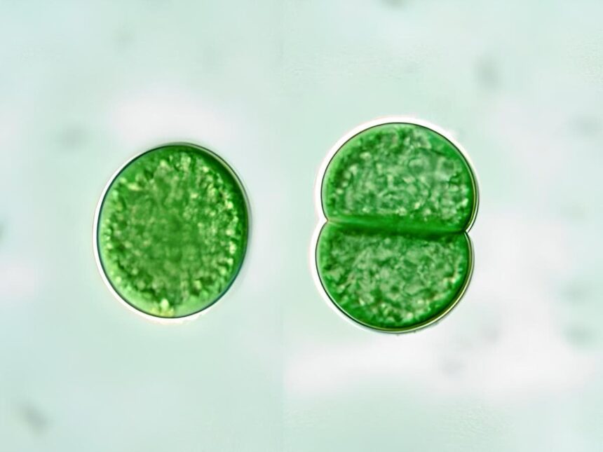 Synechococcus cyanobacteria