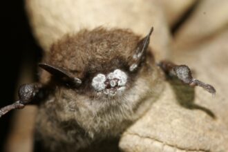 beyaz burun sendromuna yakalanmış küçük kahverengi bir yarasa (Myotis lucifugus)