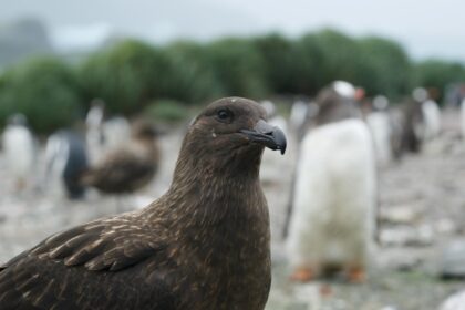 kahverengi skua (Stercorarius antarcticus)